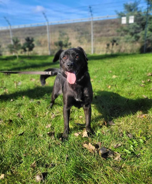 Cudowna Dora czeka na wspólną zabawę z nowym opiekunem