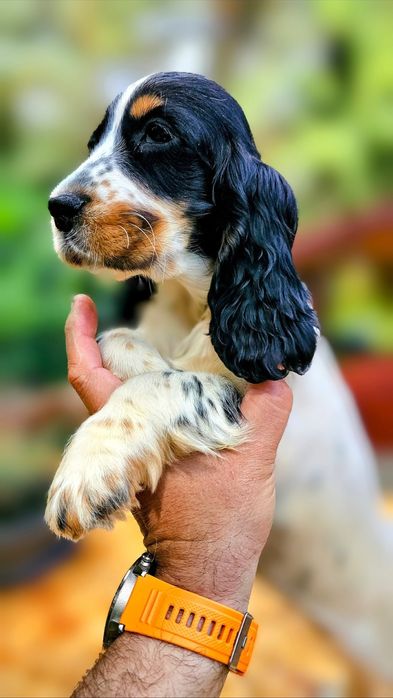 Cocker Spaniel Angielski - Piesek Blue Roan Tan, szczeniak