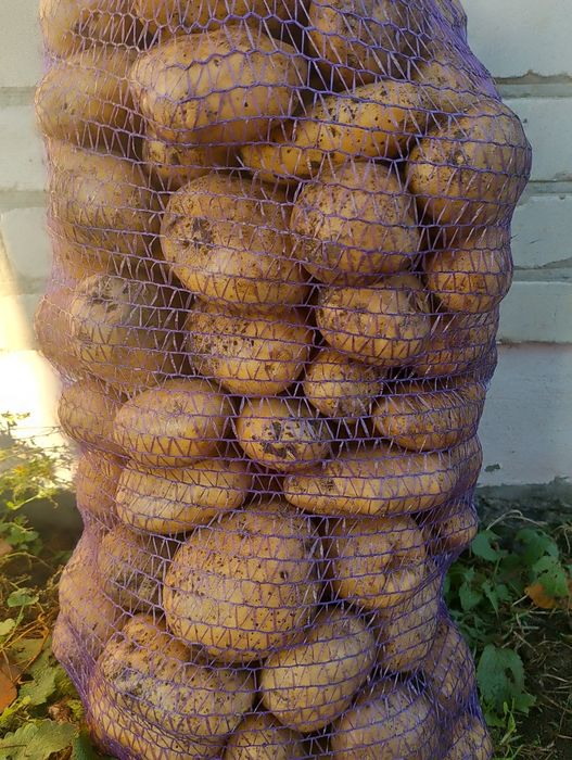 Столова смачна картопля