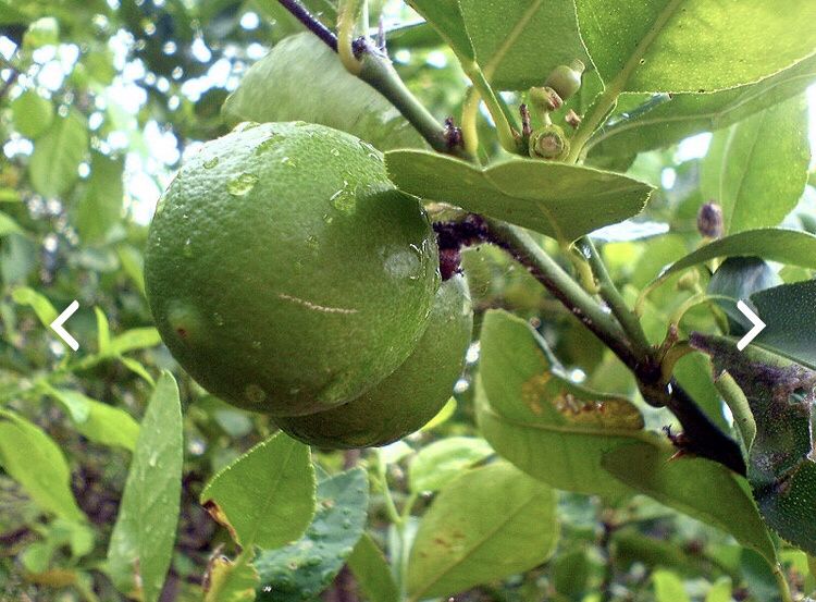 Limas Biológicas