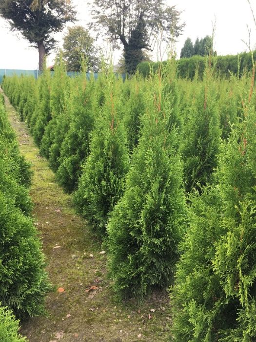 Tuja, tuje thuja Szmaragd 80-180 cm Producent Wrocław!