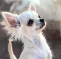Chihuahua mini suczka długowłosa FCI
