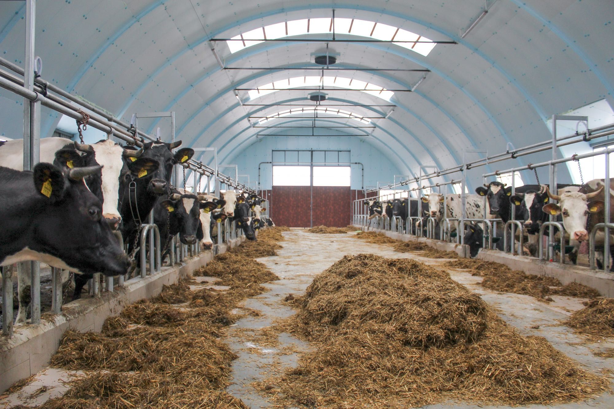 Termoizolacja Hala Łukowa Tunelowa Stalowa Agrohala Styrodur XPS AGRO