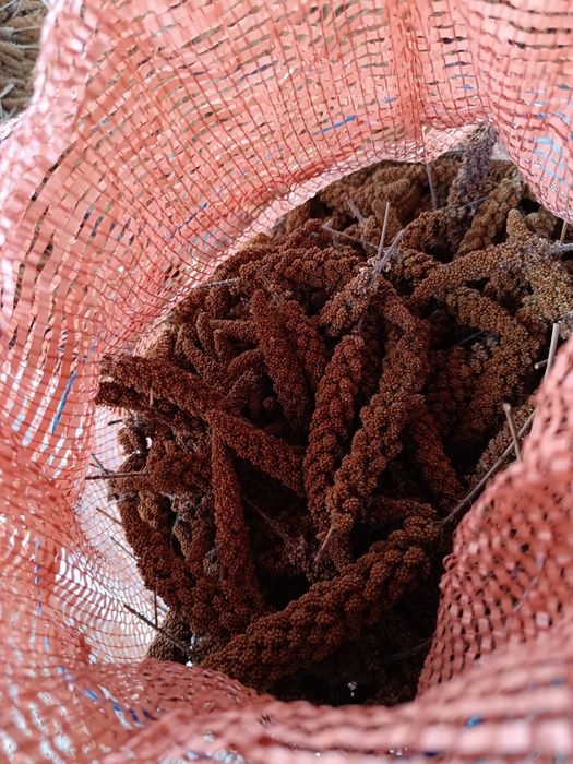 Sprzedam proso senegalskie czerwone w kłosach 5kg II sort