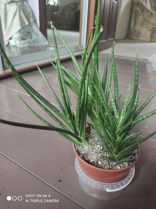 Сансевиерия францизи