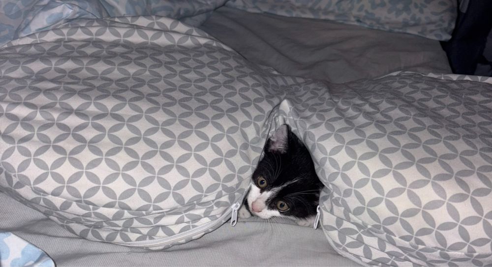 Gatinho bebé | Adoção