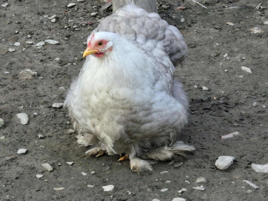 Karzełek kochin bobtail