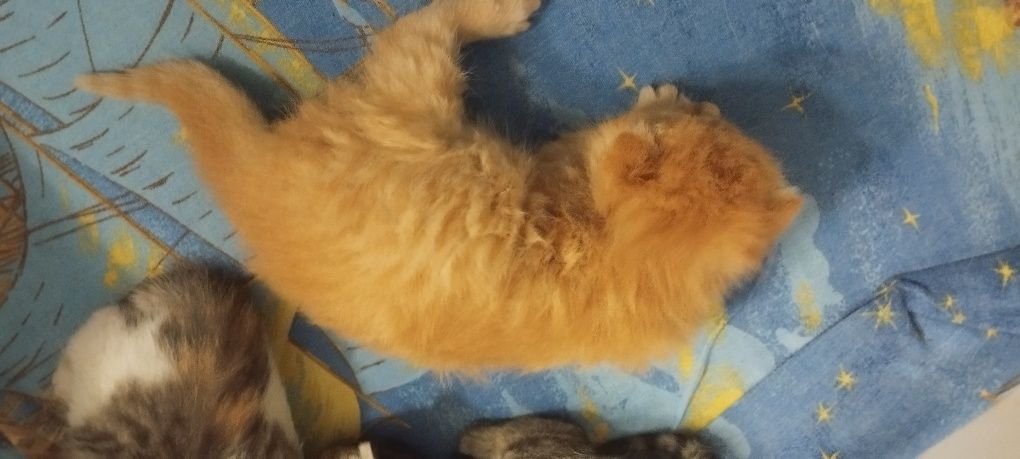 Рыжий котенок ищет друга
