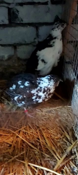 Jaja lęgowe przepiórki pstrej