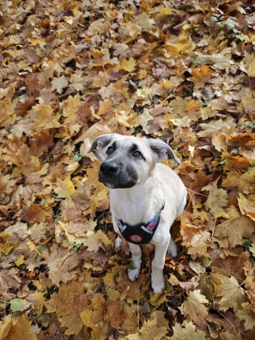 Цуценя в добрі руки, дівчинка в добрі руки