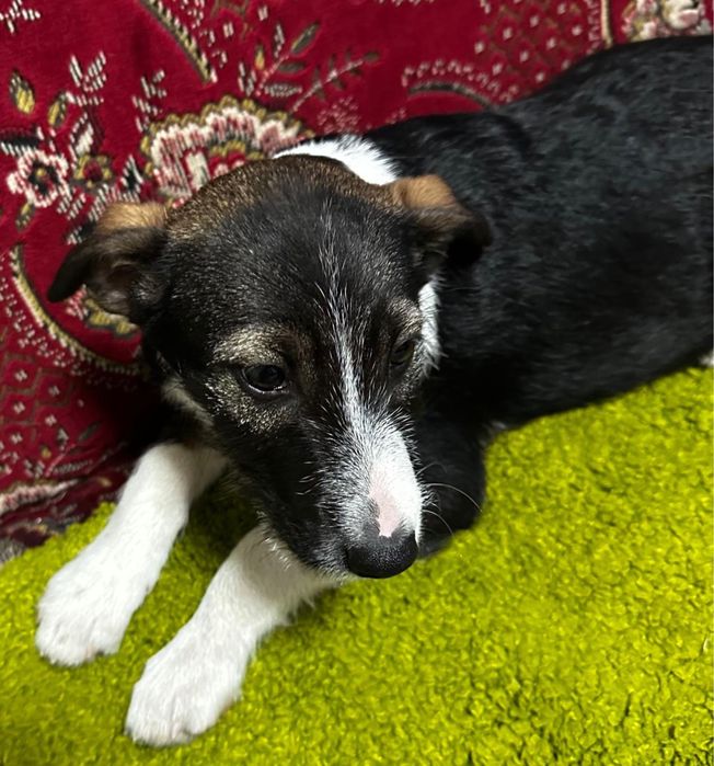 Віддамо песика в хороші руки