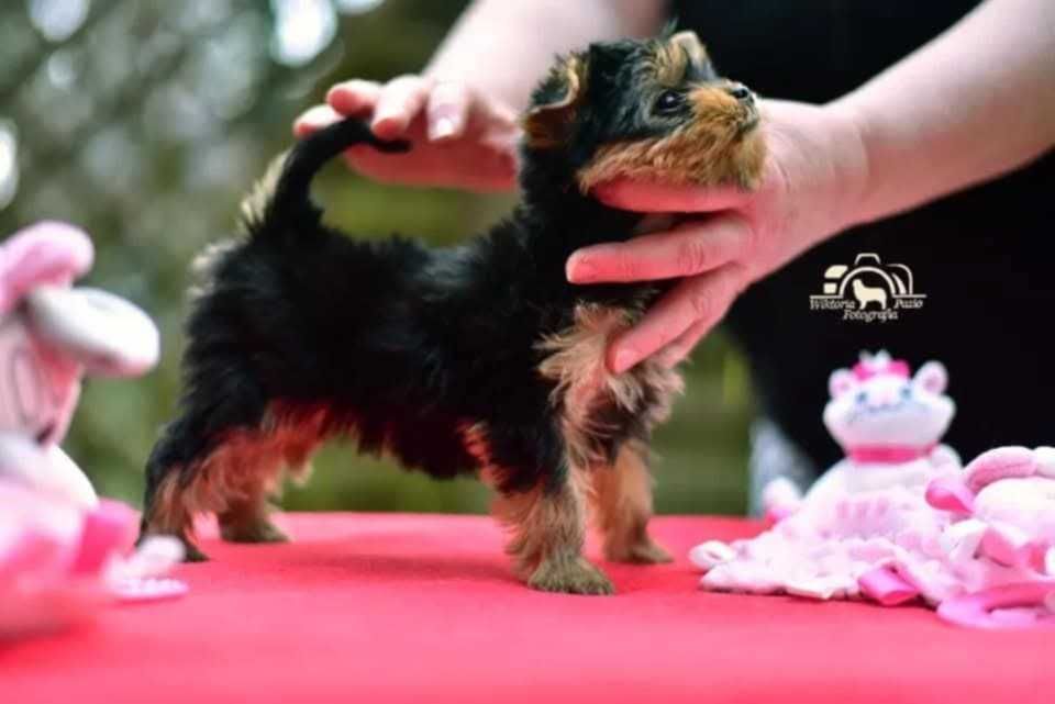 Yorkshire Terrier - ZKwP (FCI) - Piesek