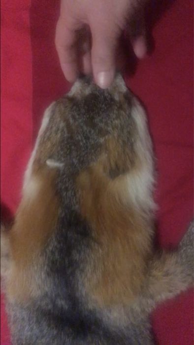 Воротник .Гаржетка . Рыжая лиса.