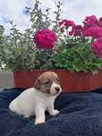 Sunia Jack Russell terrier ZkwP FCI