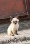 Котёнок сиамский