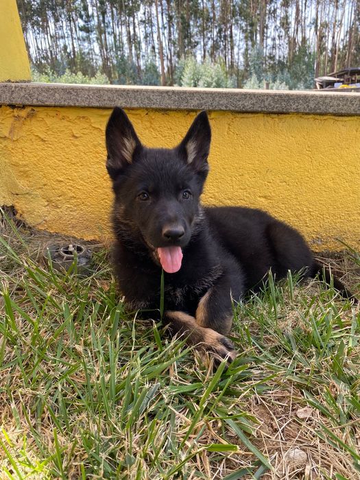 Pastor Alemão com LOP e AFIXO