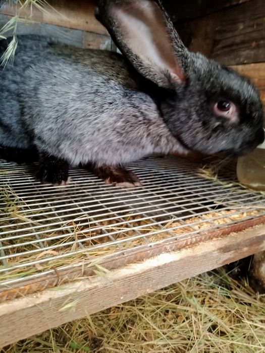 Кролики (КІТНІ КРОЛИЦІ) новозеландці, каліфорнійські ,полтавс. срібло