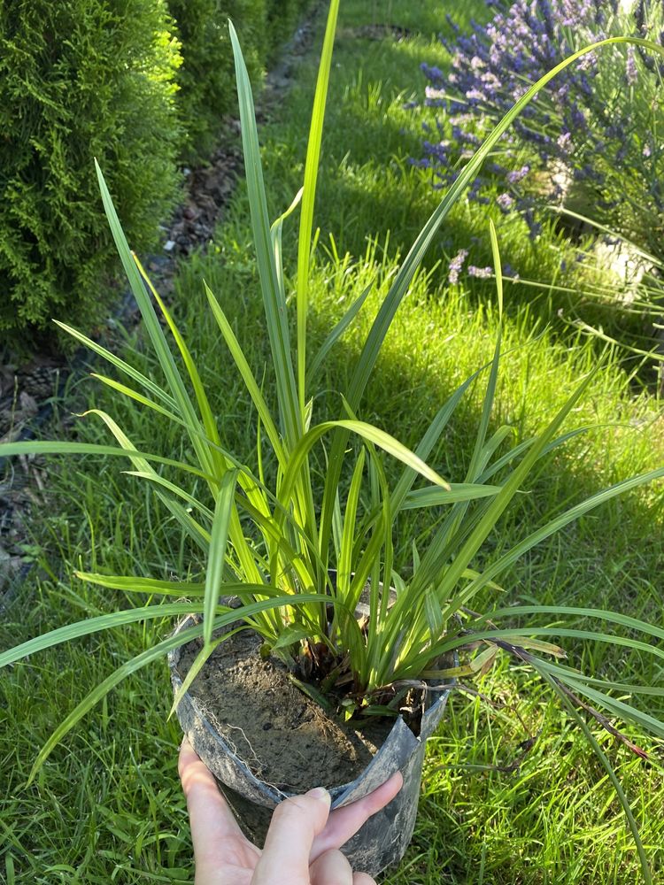 Trawa Irish Green
