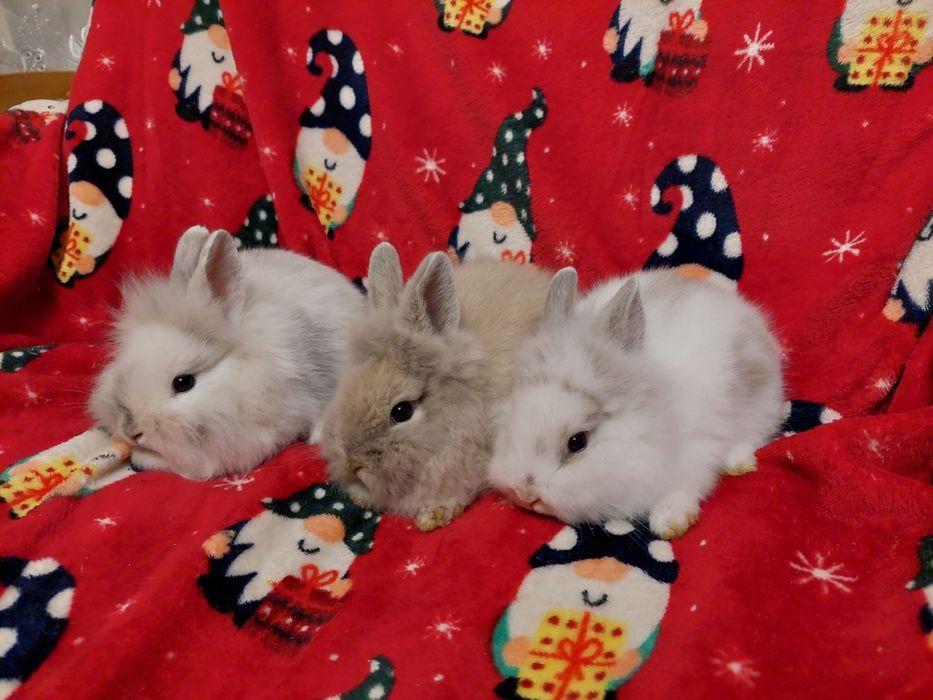 Декоративні карликові кролики