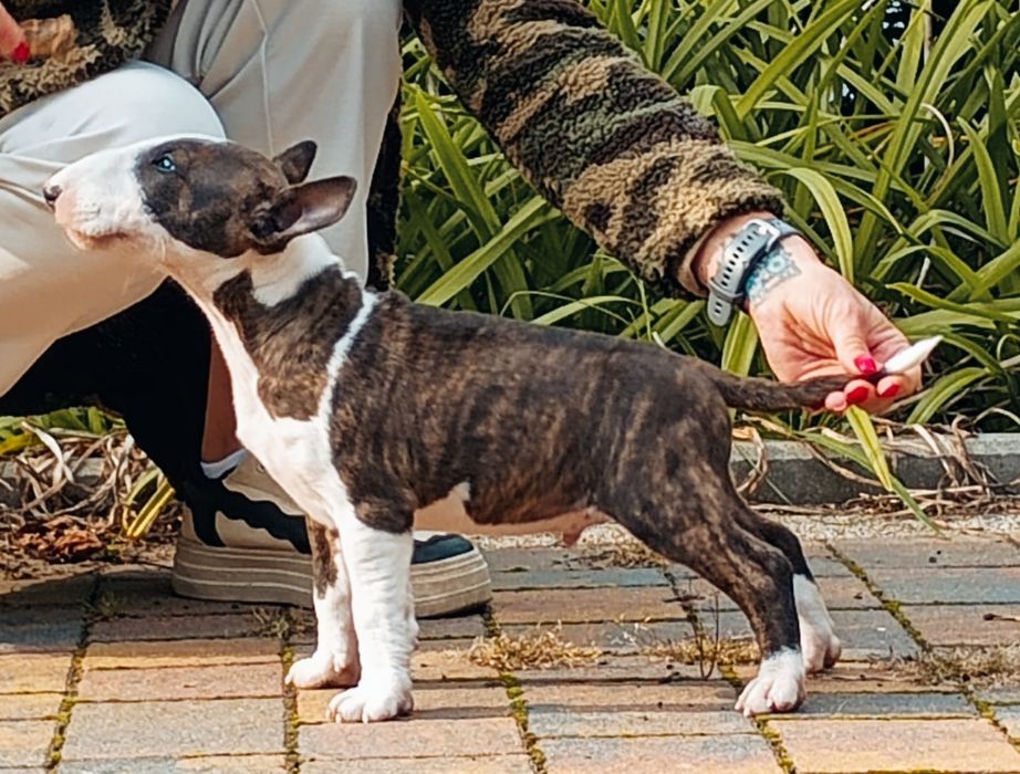 Bulterier Miniaturowy Miniature Bull Terrier Samiec