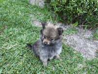 Spitz alemão anão Lulu da Pomerânia criado em ambiente familiar