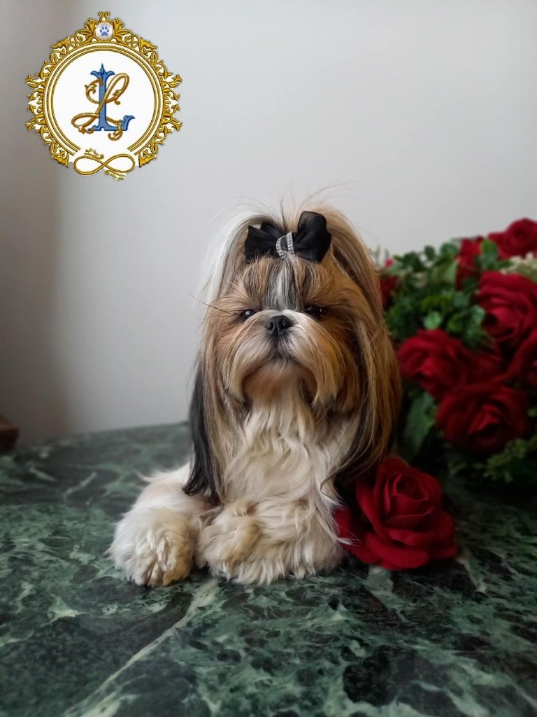 Shih Tzu rodowodowa drobna suczka