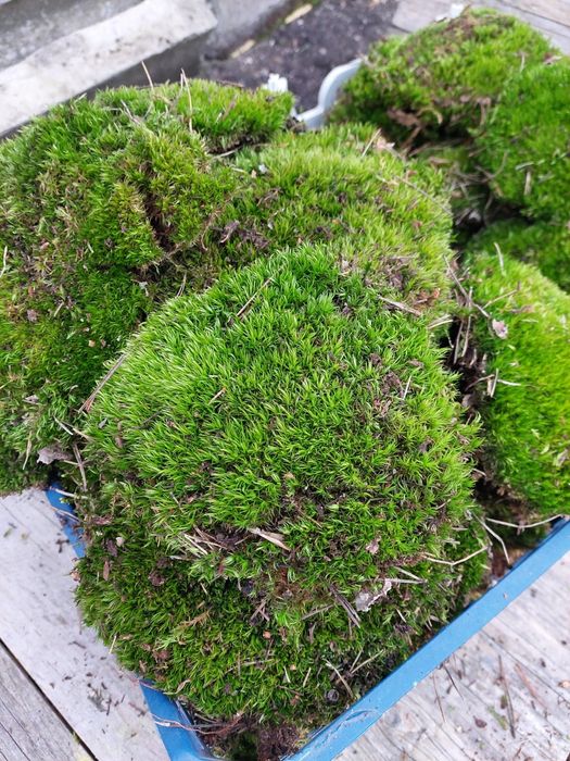 Мох лісовий равлики композиції