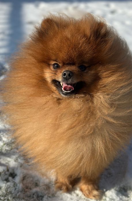 Szpic miniaturowy pomeranian