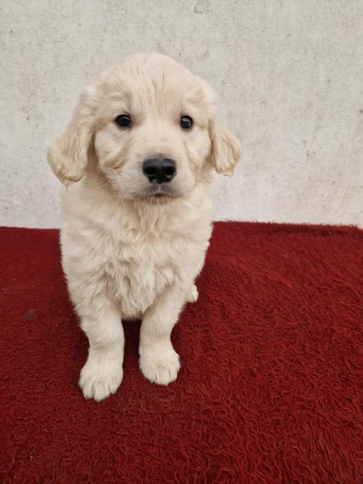 Szczeniak golden retriever