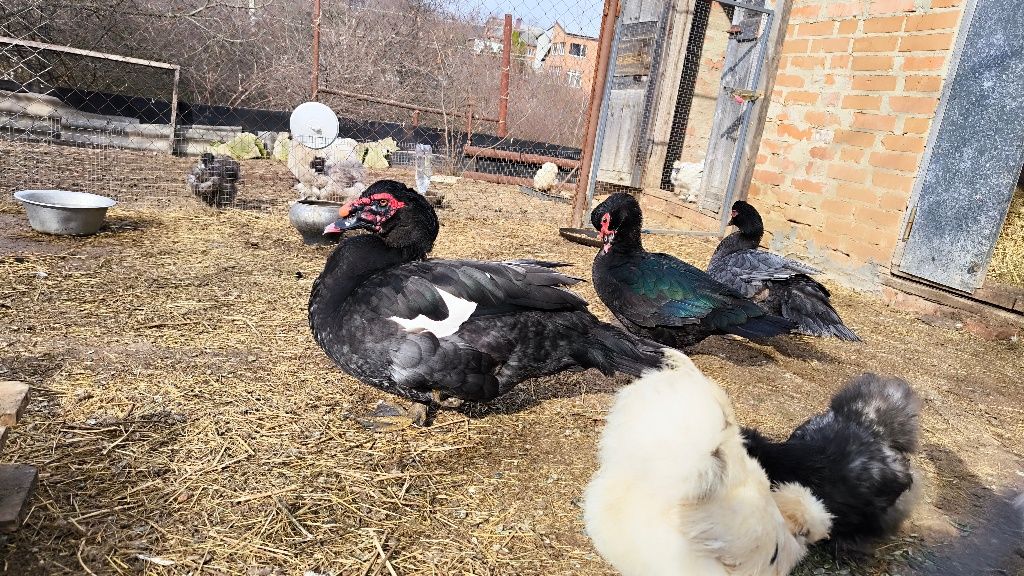 Продам ія мускусних голубих качок