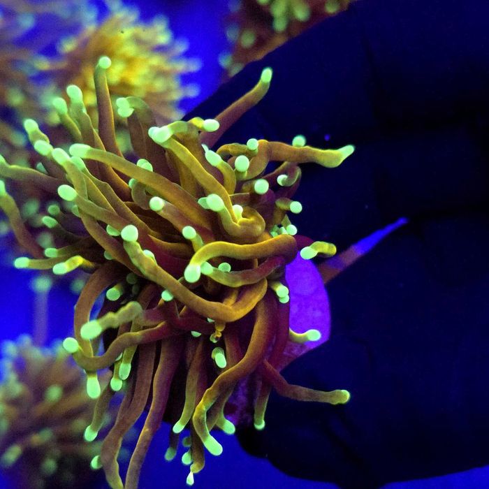 Euphyllia Glabrescens Indo Gold Jedna głowa