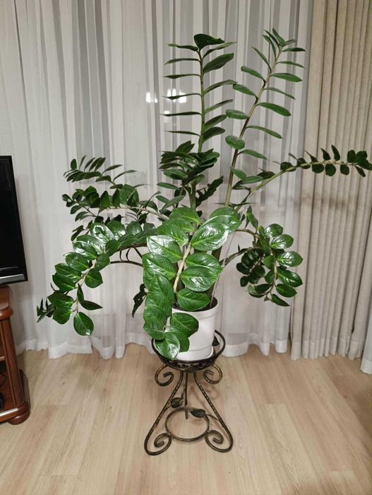 Zamiokulkas (zamioculcas)