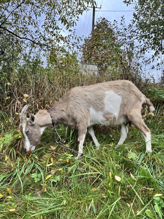 Koza               .