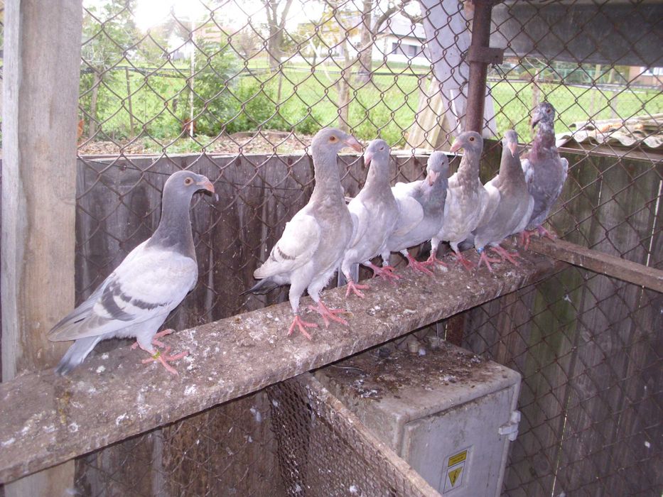 Gołębie rzeszowskie