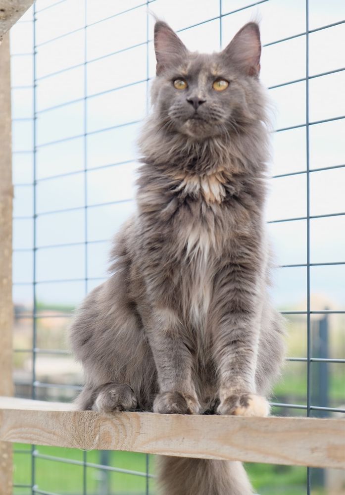 Maine coon kotka niebieski dymny szylkret z bielą FPL
