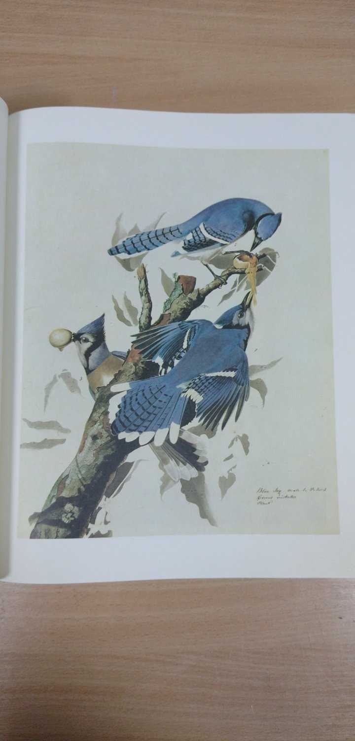 John James Audubon - The Birds of America, Птахи Америки - Одюбон