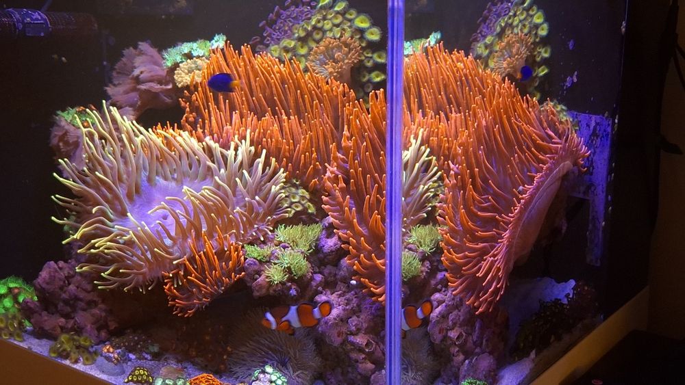 Akwarium morskie 65x60x50 komplet.