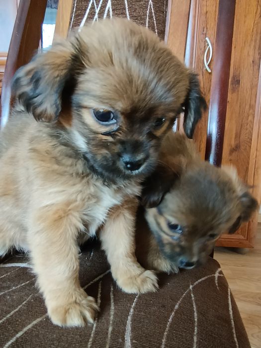 Piesek i sunia do oddania