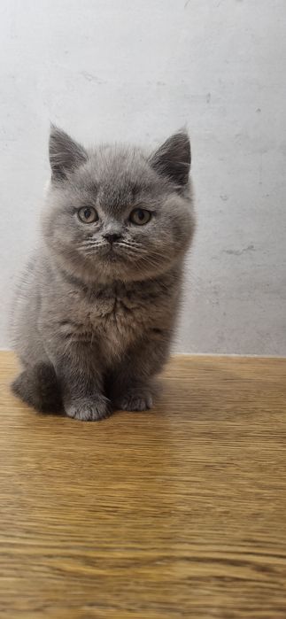 Brytyjski krótkowłosy