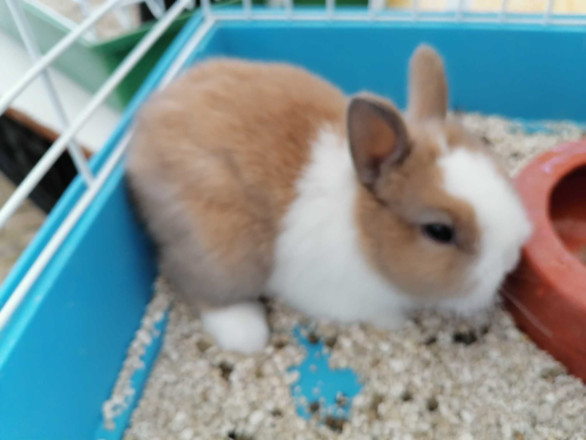 Vendo caturras amarelas bonitas