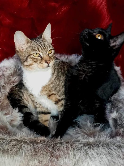 Kociaki szukają domku