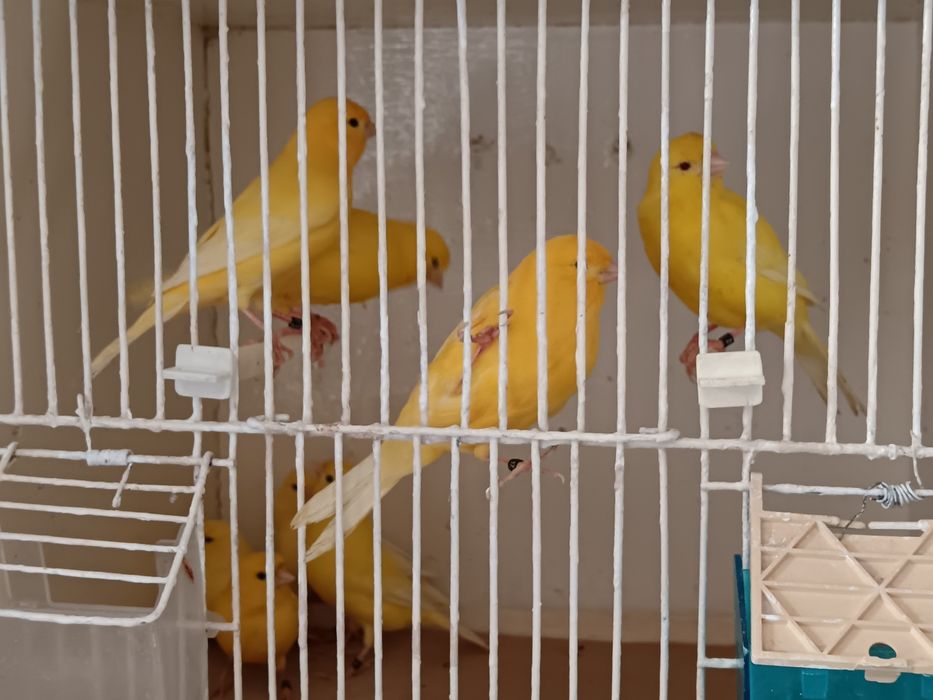 Canarios disponiveis