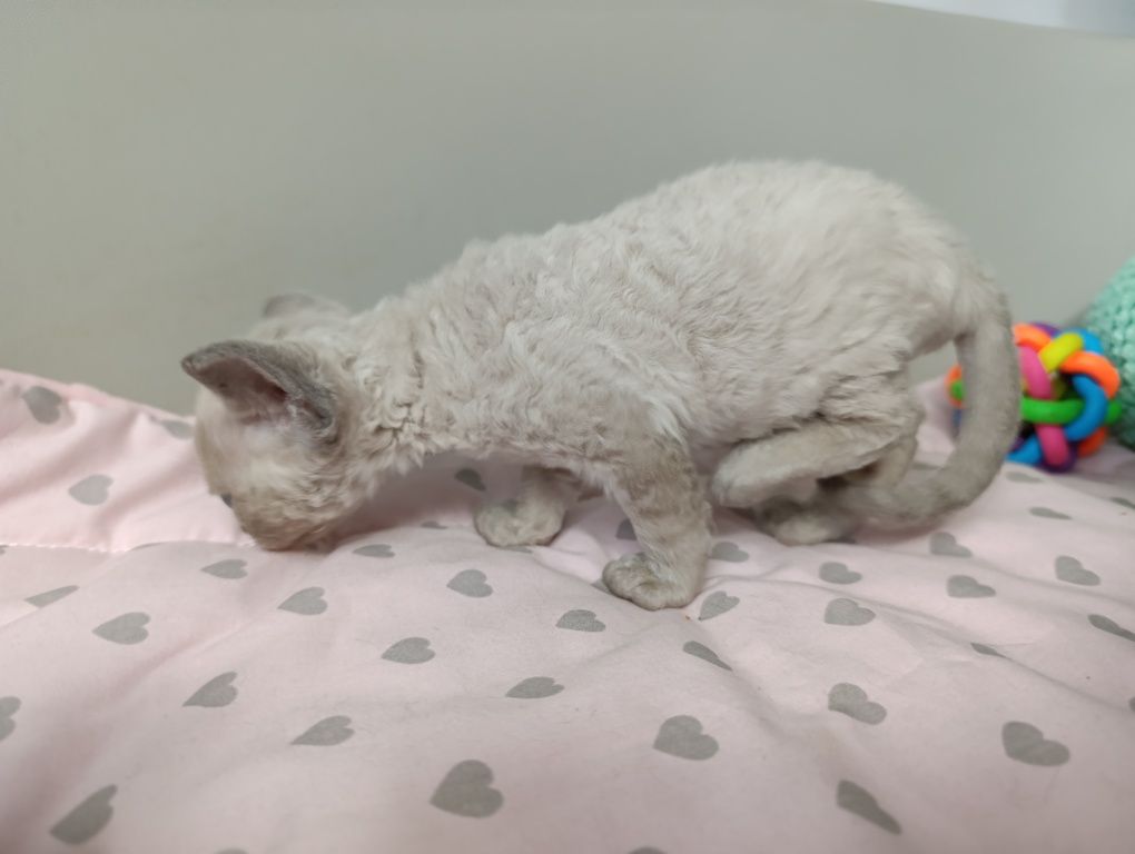 Kotka Devon rex point niebieski rodowód FPL