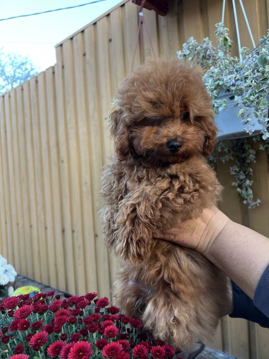 Дівчинка Той Пудель ред