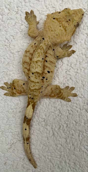 Gekon orzsiony samiec SAMICA