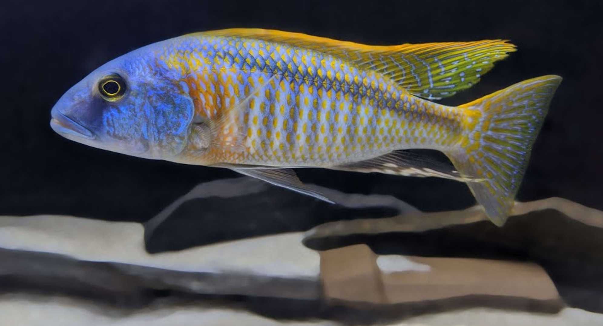 Buccochromis rhoadesii - dowozimy, wysyłamy