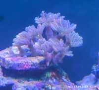 Clavularia papaya koralowiec Szczepka koral