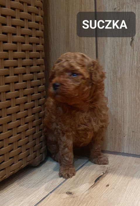 Pudel TOY- Śliczna suczka