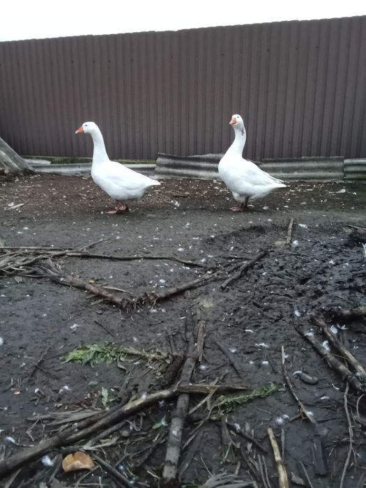 Пара гусей мамут