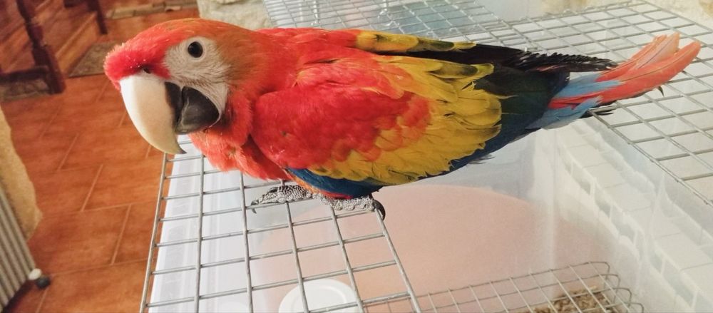 Araras Chloroptera e Macau